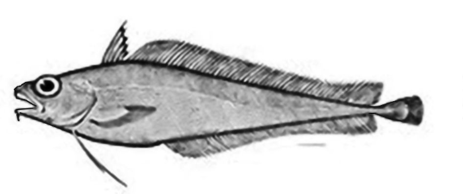 Guttigadus latifrons_01
